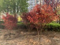 世界地球日-加拿大新锐设计师品牌STONE FLOWER在行动