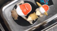 眼镜、饰品如何清洗？海尔衣联网：一台超声波清洗机就够了