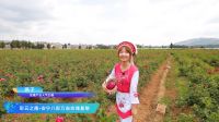 云赏万亩七彩玫瑰 美菱M鲜生全面薄冰箱502WQ3S瑰丽上市