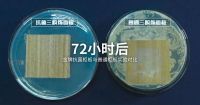 中科院朱美芳院士：中国人的衣食住行将快速步入抗菌时代