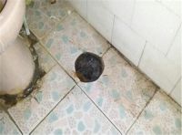 地漏周围漏水处理 卫生间地漏渗水该怎么办