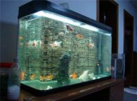 鱼缸消毒简单方法 新手们可以看看