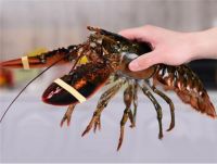 波龙和澳龙哪个贵 澳龙和波龙有什么区别