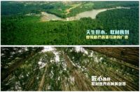 2019大雁奖揭晓，安信地板再获中国家居产业地板领军品牌