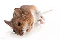 96年属鼠几月命不好