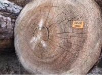 选进口卢森板材，做绿色环保衣柜