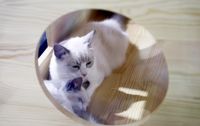 养猫指南：用惯了膨润土猫砂，换植物猫砂试试？