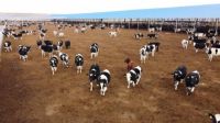 光明乳业引领行业创新突破，首创国内生牛乳空运模式