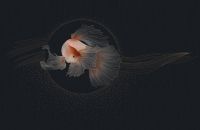 新浪精选：雅诗澜——《金玉满堂》