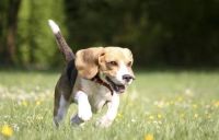 属鸡的跟属狗的结婚好吗 属鸡和属狗的性格怎样