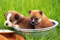 94年狗2021年几月结婚比较好 94年属狗人在2021年的感情发展