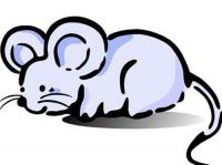 2022年必定结婚的生肖 虎年不宜结婚的属相