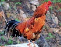 女属鸡男属狗结婚旺吗 鸡狗属相不合怎么破解