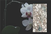 新品安利｜君子兰，以国之君子，许你一生淡雅高洁气质