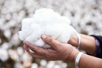 棉与自然和谐共生 全棉时代新疆溯源之旅