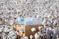 全棉时代溯源新疆，发现棉·自然·人的平衡之道