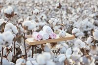 全棉时代溯源新疆，发现棉·自然·人的平衡之道