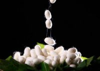 金加「瀛」福 牛年起航 新征程