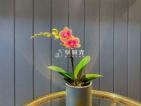 享时光木阳台 | 以心缔造，不负所托