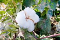 【领绣】支持新疆棉花 用中国好棉花 造中国好墙布