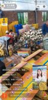 农场果，自然熟！“菠萝妹妹”邀您品尝广东徐闻红土金菠