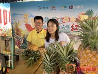 农场果，自然熟！“菠萝妹妹”邀您品尝广东徐闻红土金菠