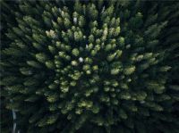 欧松板 | 从一棵树，到一个家