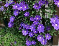 云南发现一户人家庭院里！设计那叫一个漂亮！满满的田园气息