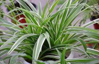 新房甲醛怎么除？老师傅提醒，这4个方法最实用，避免入坑多交税