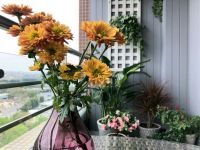 享时光木阳台|阳台定制，解锁生活新方式