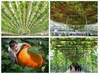 5月21日来中国（寿光）遮阳窗饰展，重磅参观福利全面揭晓