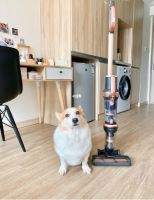 吸尘器养猫达人必备轻松解决全屋飘毛