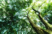 澳思柏恩，无醛添加科技造就好板材