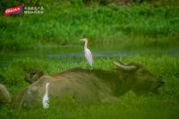 太力科技集团冠名中国（京山）观鸟节，玩出“数字化”新花样