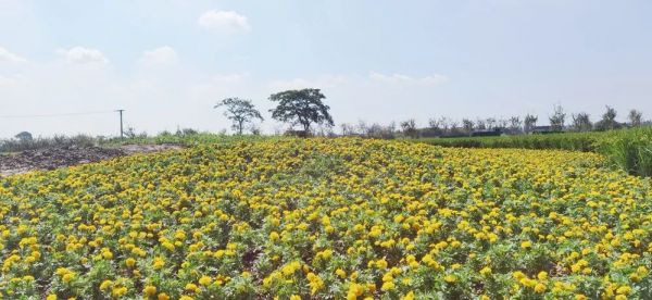 “第二届金秋郁金香花园节——骑士文化生活”来了