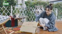 在“996”之外重建人生觉知：安娜和毛孩子的日常为何治愈人心