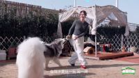 在“996”之外重建人生觉知：安娜和毛孩子的日常为何治愈人心