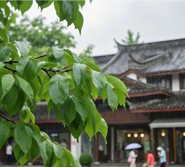 梅雨季家居防潮难题破解：子固家板材为您筑就安心家居