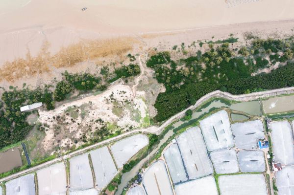 贝壳“蓝海行动”五年助力修复133.3亩红树林