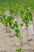 贝壳“蓝海行动”五年助力修复133.3亩红树林