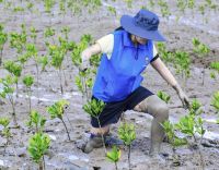 贝壳“蓝海行动”五年助力修复133.3亩红树林