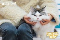 一份温暖的公益“年货”：解读大王椰“温暖喵屋计划”的IP化生存之道