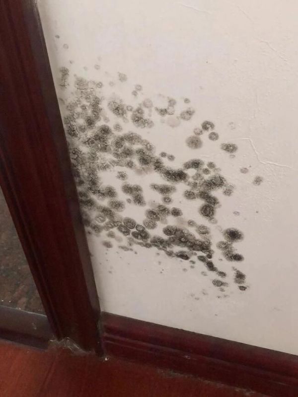 从标准到方案｜卓玛健康腻子打造一站式健康墙面涂装解决方案