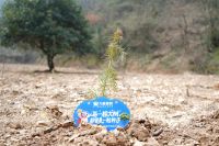 植此青绿 万象更新—— 2026万象板材植树节绿色行动圆满举行