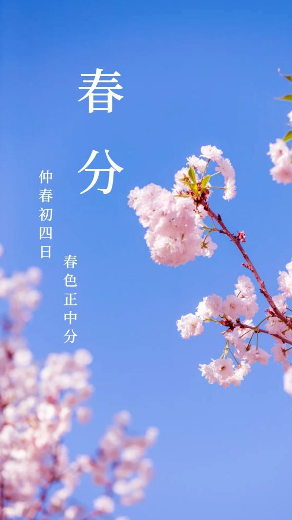 春分启新，木润居安——杉木尼板材，藏尽春日家居诗意