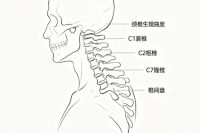告别晨起脖子僵：选对床垫稳住“脊柱根基”，海丝腾让颈椎真正放松