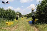 新宝堂独家冠名CCTV7《五星剧场》7月20日闪亮登场