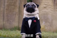 超感人的电影《我的冤家是条狗》葫芦视频在线看