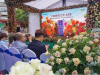 云赏万亩七彩玫瑰 美菱M鲜生全面薄冰箱502WQ3S瑰丽上市