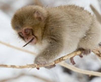 92年属什么多大了 92年属猴的跟什么属相合